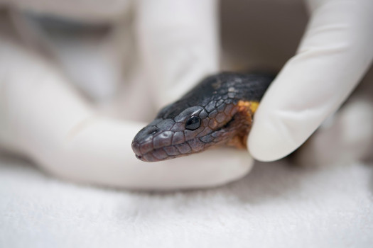 Greg Pauly, associate curator of herpetology at the Natural History Museum of Los Angeles County, examines a rare yellow-bellied sea snake found in Newport Beach at the Pacific Marine Mammal Center in Laguna Beach on Wednesday, Jan. 10, 2018. It is only the fifth one ever to be found in California. (Photo by Kevin SullivanOrange County Register/SCNG)