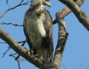 Aves de Rapina do Brasil 1