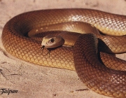 Cobra Marrom 3