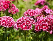 Dianthus Caryophyllus 5