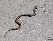 Lygophis Flavifrenatus (Cobra Moída) 6
