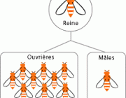 Organização das Abelhas