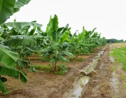 Plantação de Banana 5