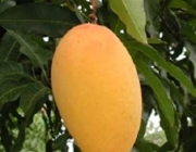 Pseudofrutos 5