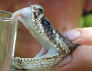 Veneno da Surucucu 5