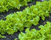 Verduras
