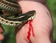 Vitimas do Veneno de Cobras 5