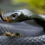 A Letal Cobra da Morte