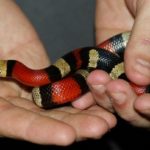 Cobra Alaranjada Na Mão de Um Homem