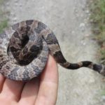 Cobra Dormideira na Mão de um Homem