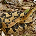 Cobra Surucucu