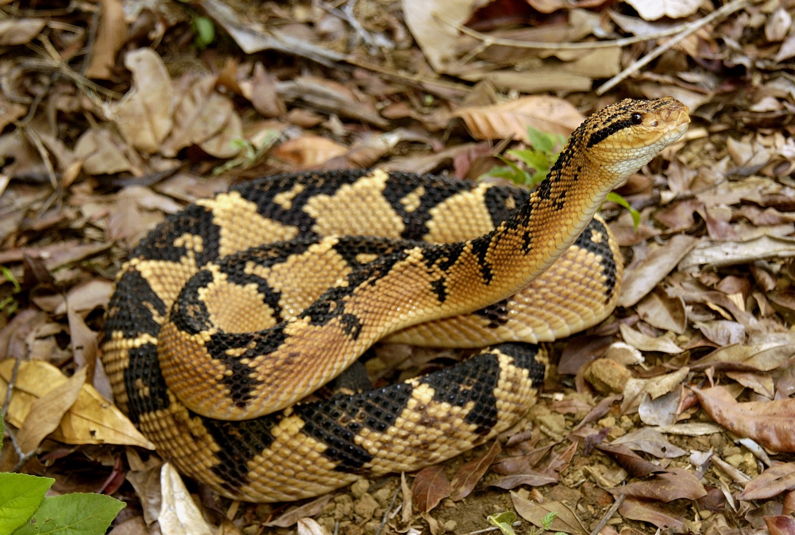 Cobra Surucucu Preta