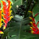 Bananeira do Brejo