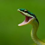 Cobra Canina Verde
