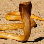 Cobra Naja Indiana no Sol