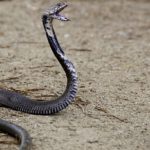 Cobra da Morte Inclinada Para Atacar
