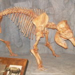 Elefante Anão de Chifre 5