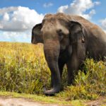 Elefante Asiático se Alimentando