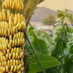 Banana Orgânica