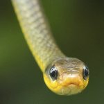 Cobra Lisa Fotografada de Frente