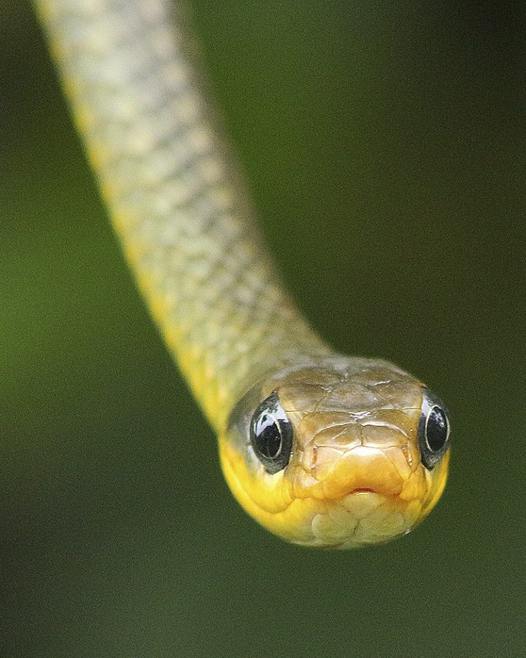 Cobra Lisa Fotografada de Frente