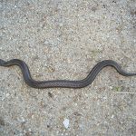 Hábitos da Cobra Marrom