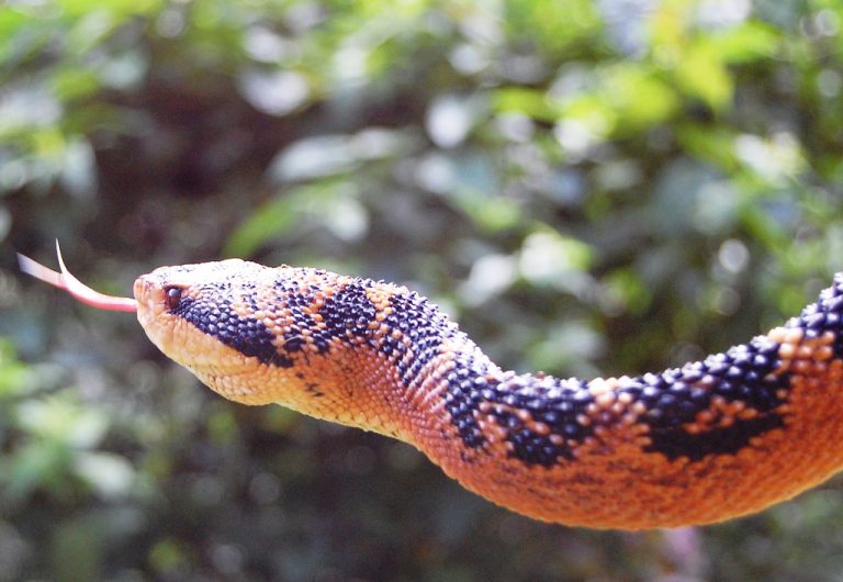 Cobra Surucucu Traíra Preparando o Bote