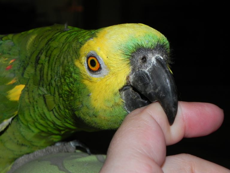 Papagaio Bicando