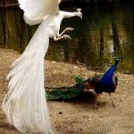 Pavão Branco Voando