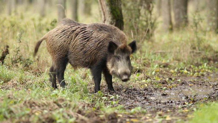 Sus Scrofa