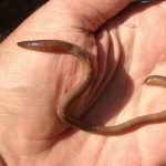 Amynthas Gracilis