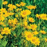 Arnica