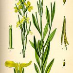 Brassicaceae Inferior