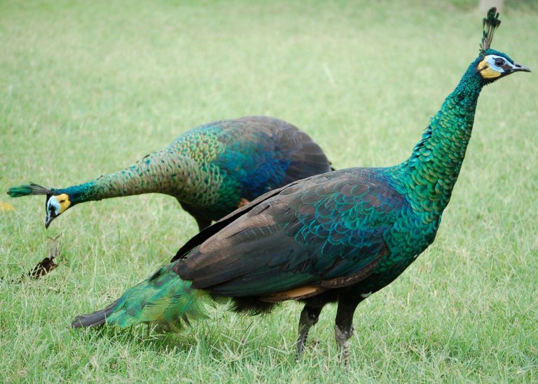 Dois Pavões Verde na Grama