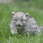 Filhote de Leopardo das Neves Correndo na Grama