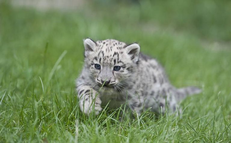 Filhote de Leopardo das Neves Correndo na Grama