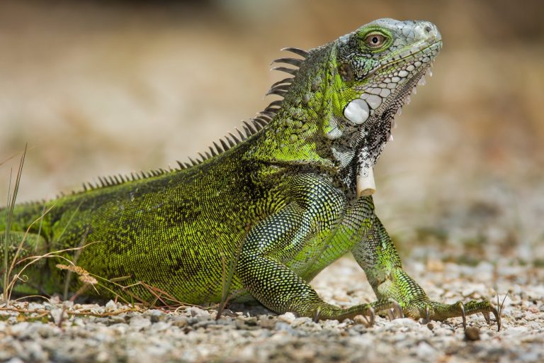 Iguana Iguana