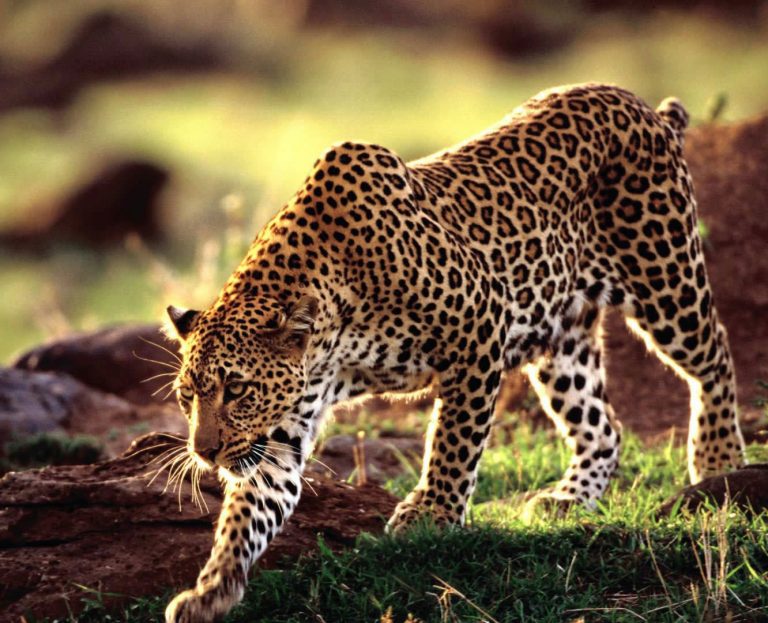 Leopardo Africano