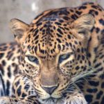 Leopardo-da-Indochina