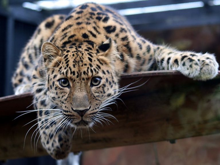 Leopardo de Amur no Cativeiro
