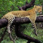 Leopardo-de-Java em Cima da Árvore