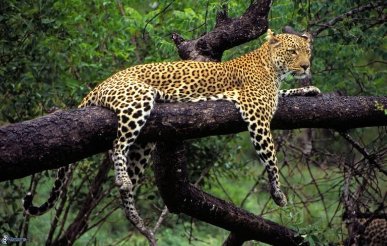 Leopardo-de-Java em Cima da Árvore
