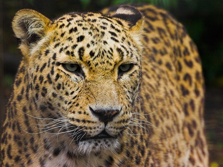 Leopardo-do-Norte-da-China