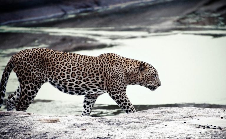 Leopardo do Sri Lanka