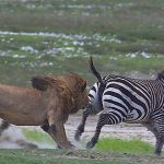 Leão Caçando uma Zebra
