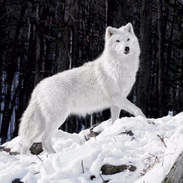 Lobo Branco Andando na Neve