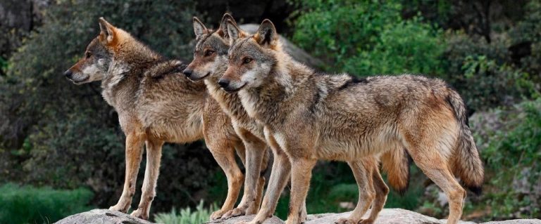 Lobo Ibérico
