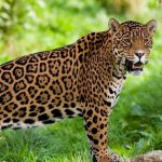 Onça-Pintada