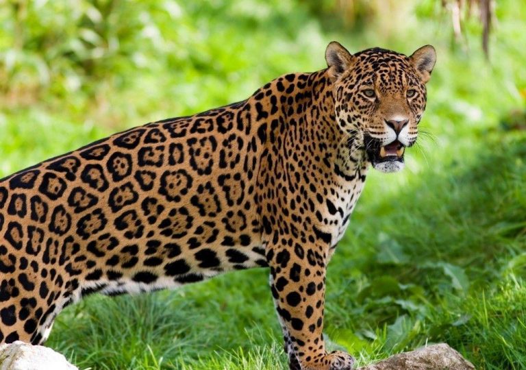 Onça-Pintada