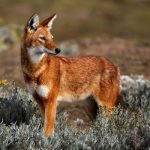 A Caça do Lobo-Vermelho